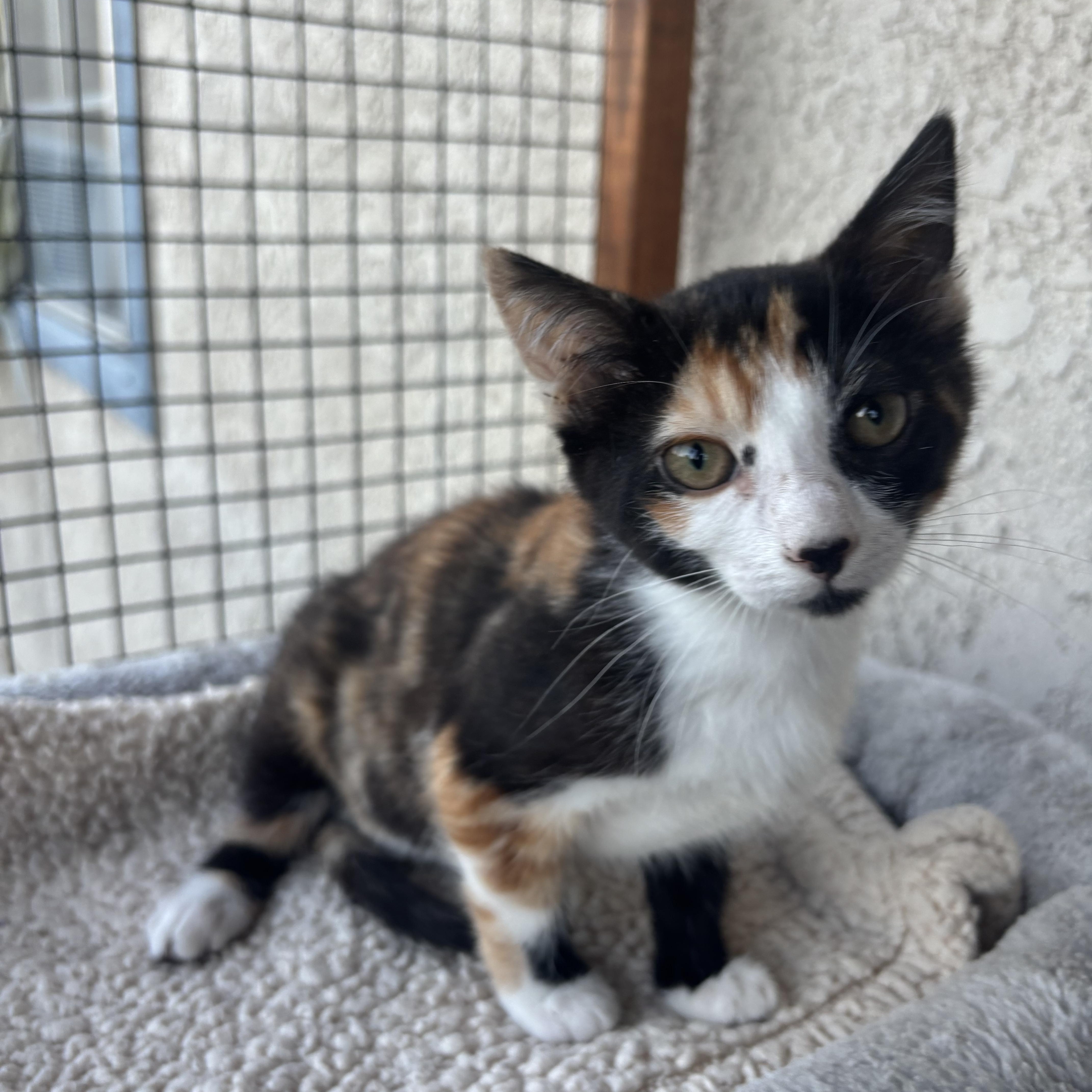 Willow, a ADOPTABLE Calico in Costa Mesa, CA image 1/3