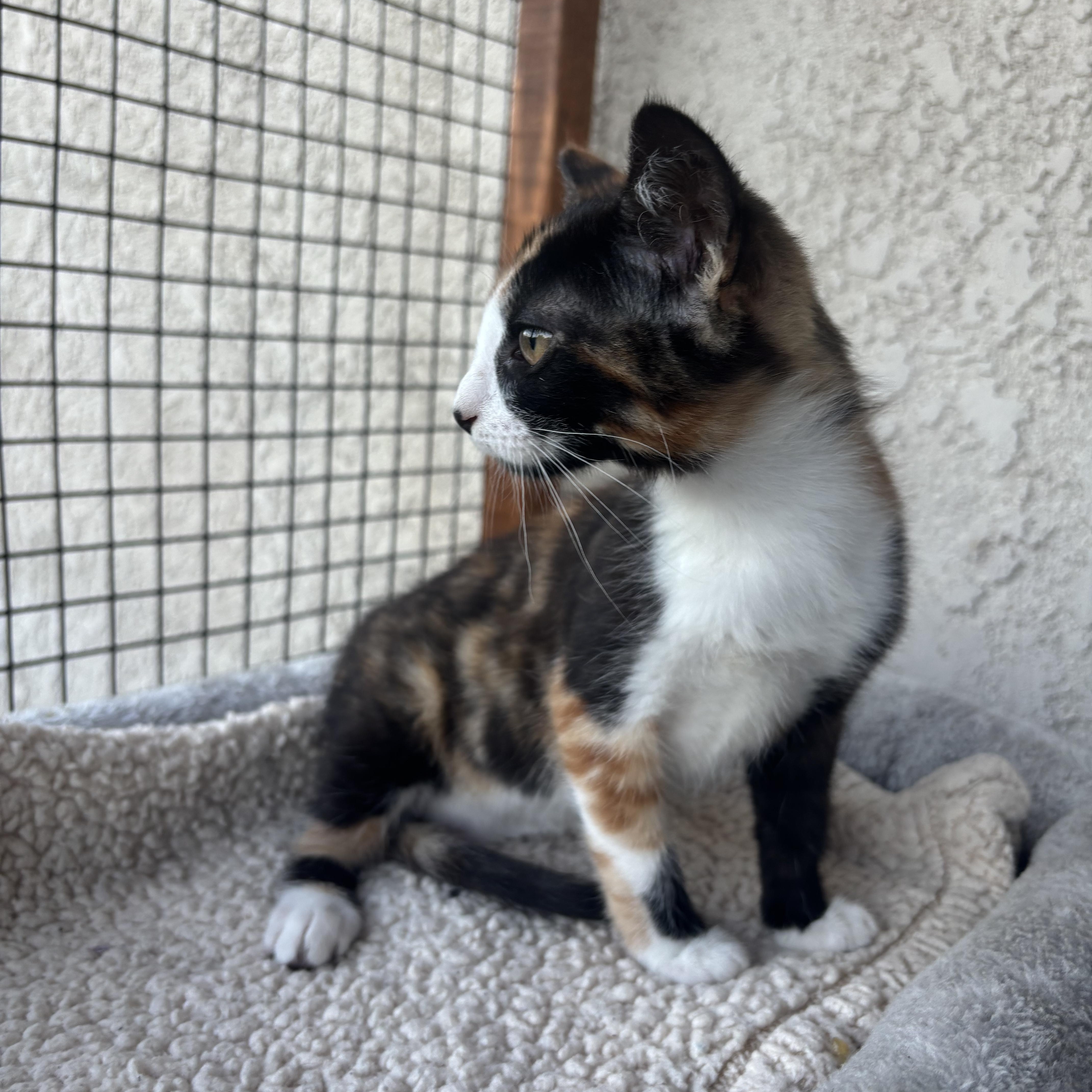 Willow, a ADOPTABLE Calico in Costa Mesa, CA image 3/3