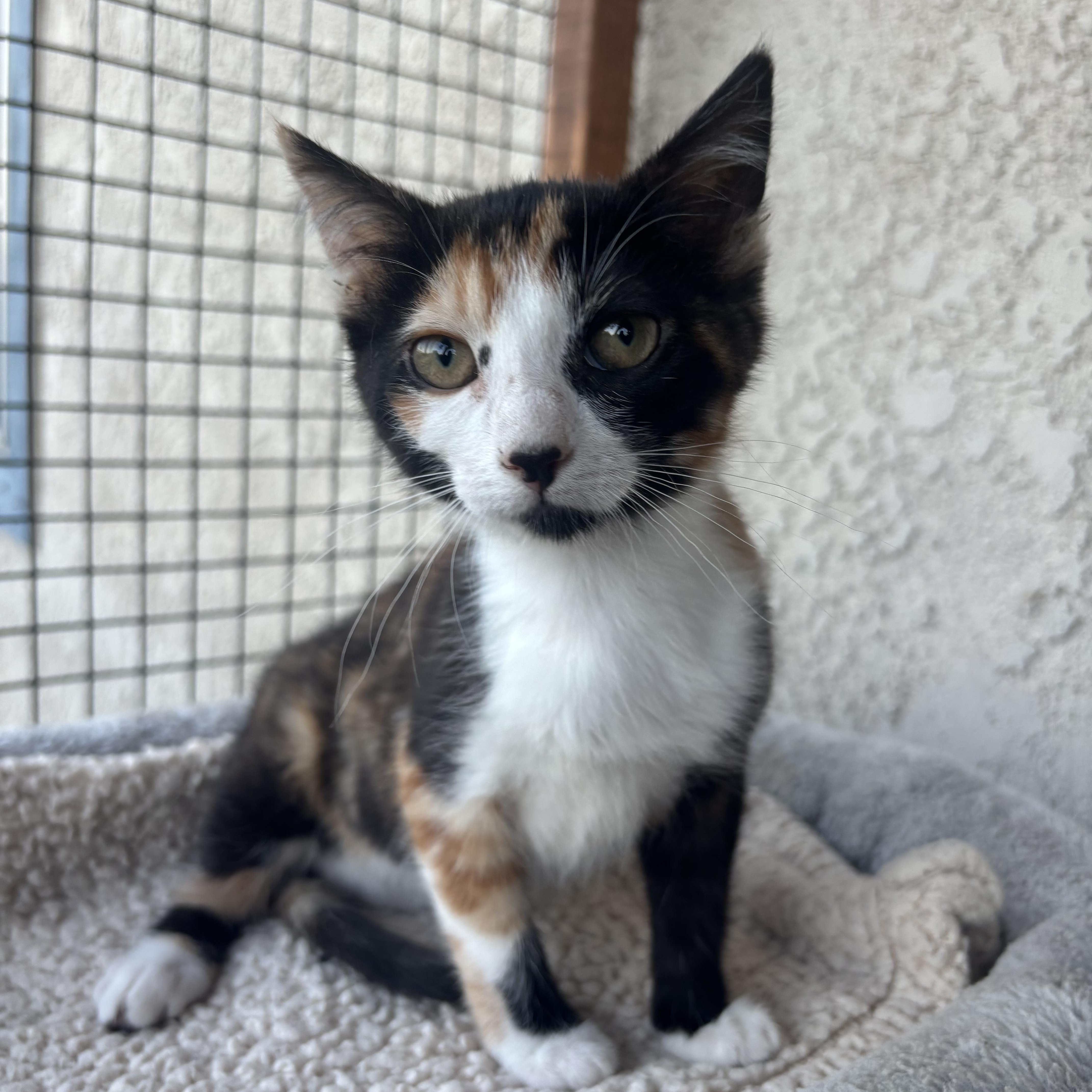 Willow, a ADOPTABLE Calico in Costa Mesa, CA image 2/3
