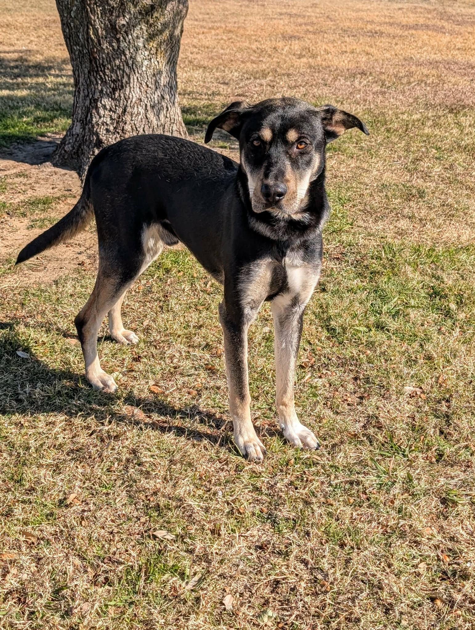 Enlarge Tweedledumb, a Adoptable mixed breed in Cleburne, TX image 1/3