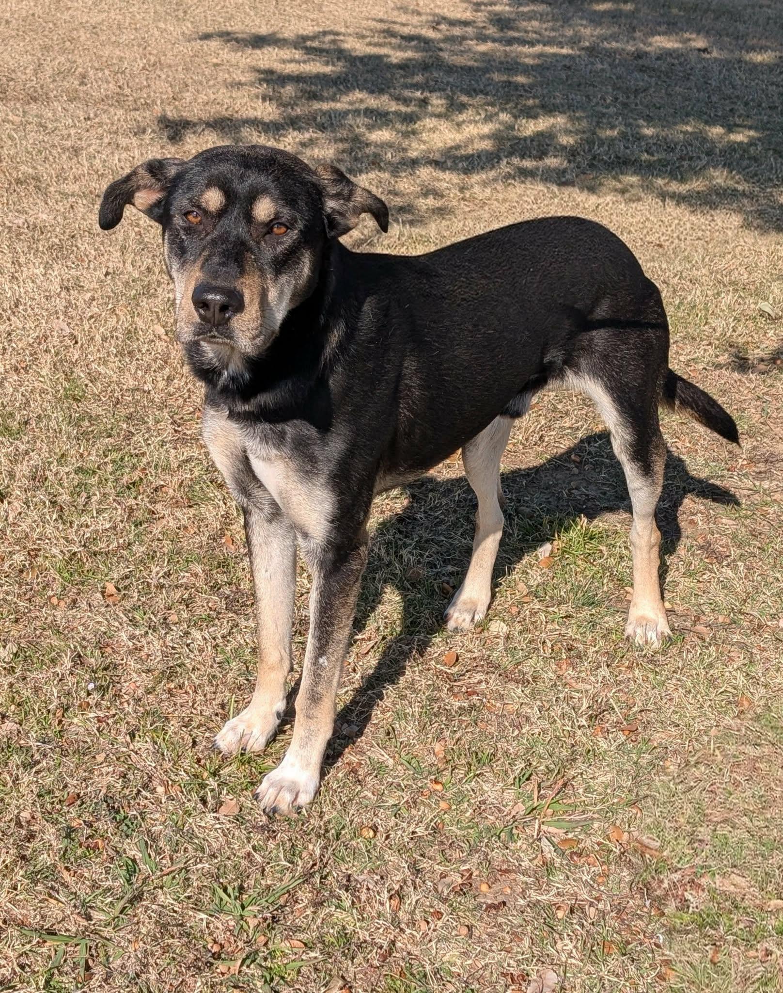 Enlarge Tweedledumb, a Adoptable mixed breed in Cleburne, TX image 2/3