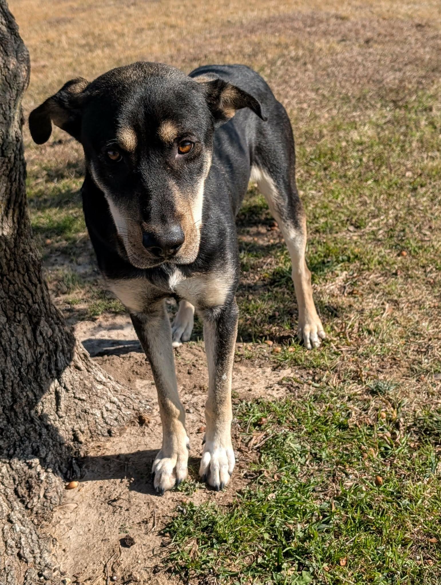 Enlarge Tweedledumb, a Adoptable mixed breed in Cleburne, TX image 3/3