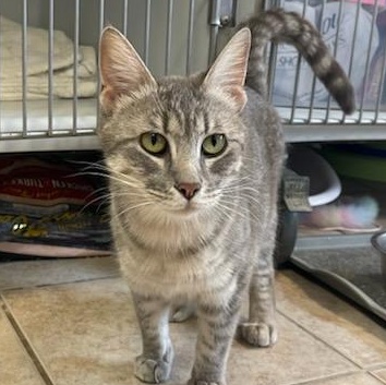 Celeste, Young Female Domestic Short Hair