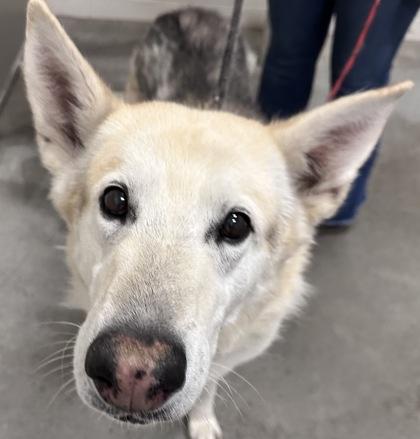 Moose, Adoptable, Senior Male German Shepherd Dog.