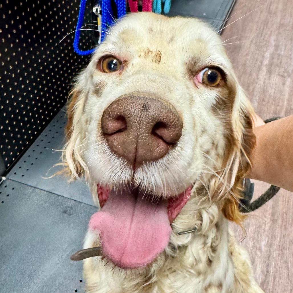 Lester, Adoptable, Adult Male English Setter.