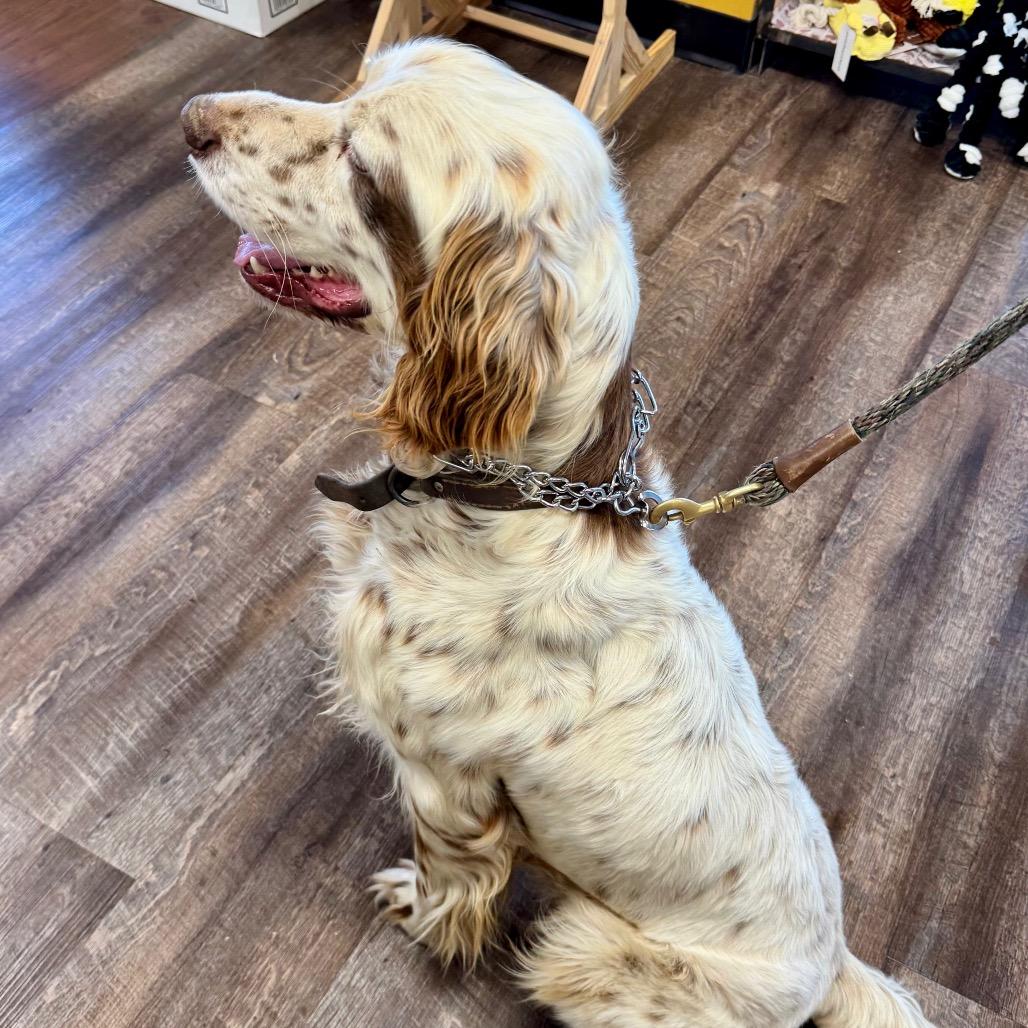 Enlarge Lester, a Adoptable English Setter in Little Rock, AR image 2/6