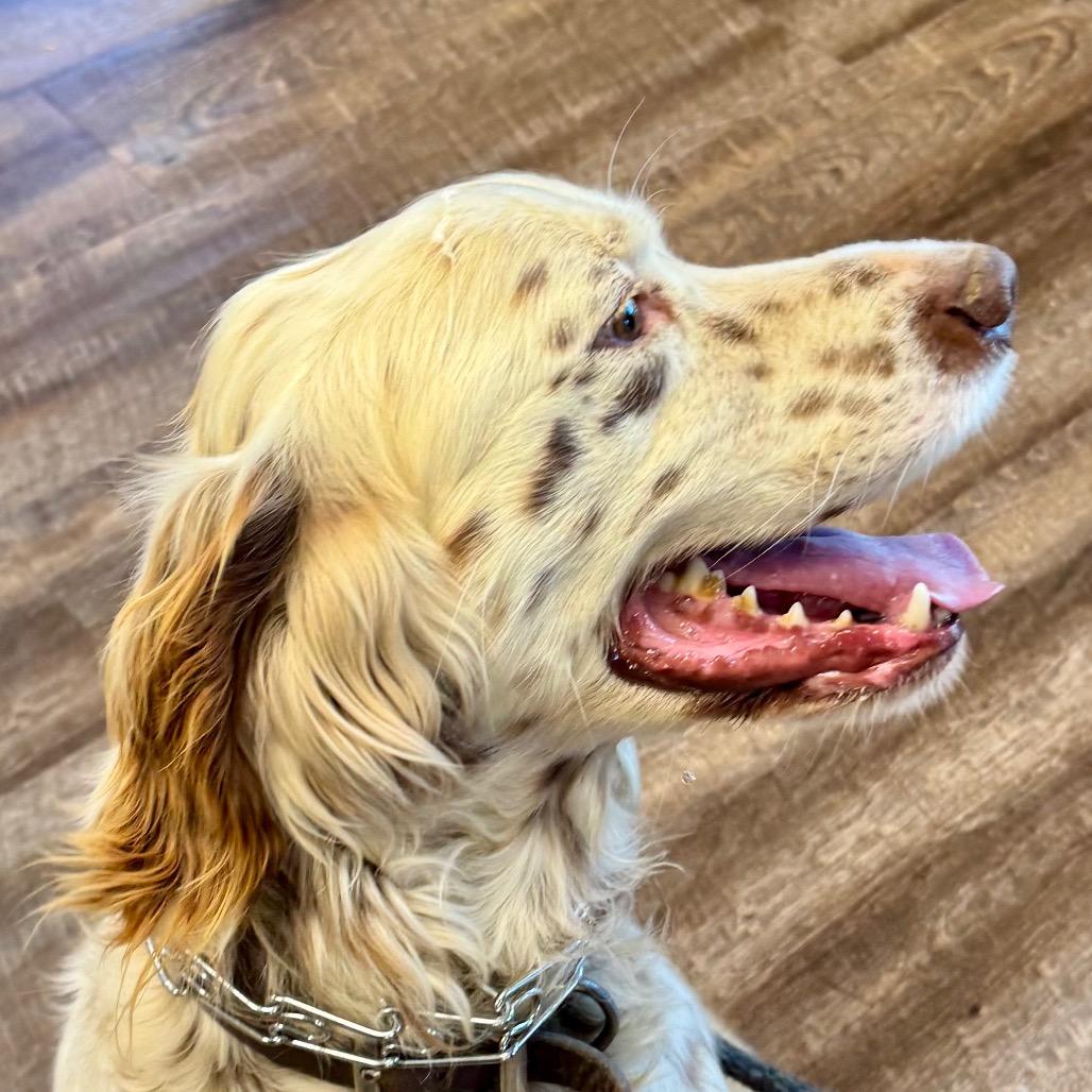 Enlarge Lester, a Adoptable English Setter in Little Rock, AR image 3/6