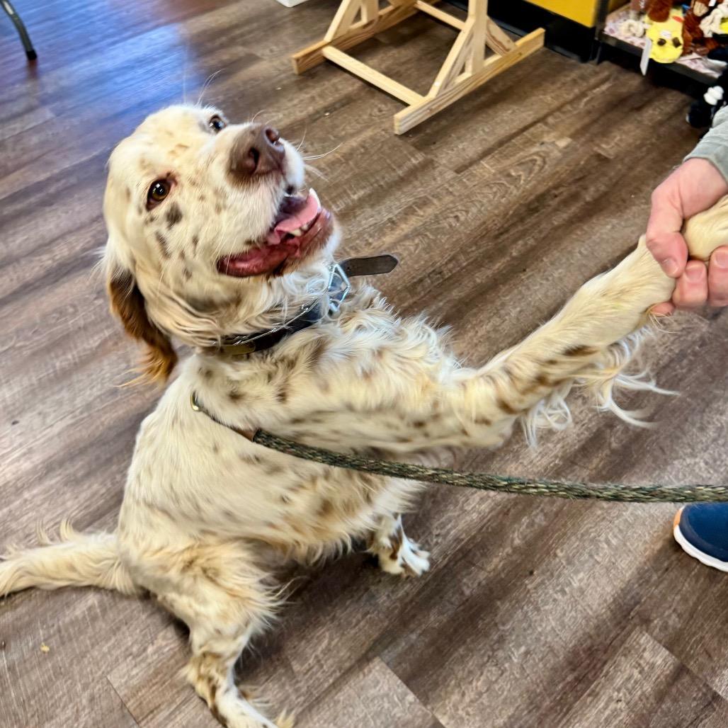 Enlarge Lester, a Adoptable English Setter in Little Rock, AR image 4/6