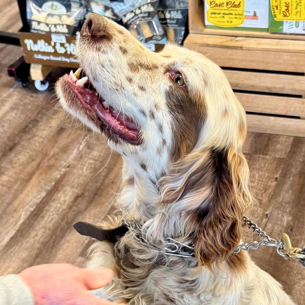 Enlarge Lester, a Adoptable English Setter in Little Rock, AR image 5/6