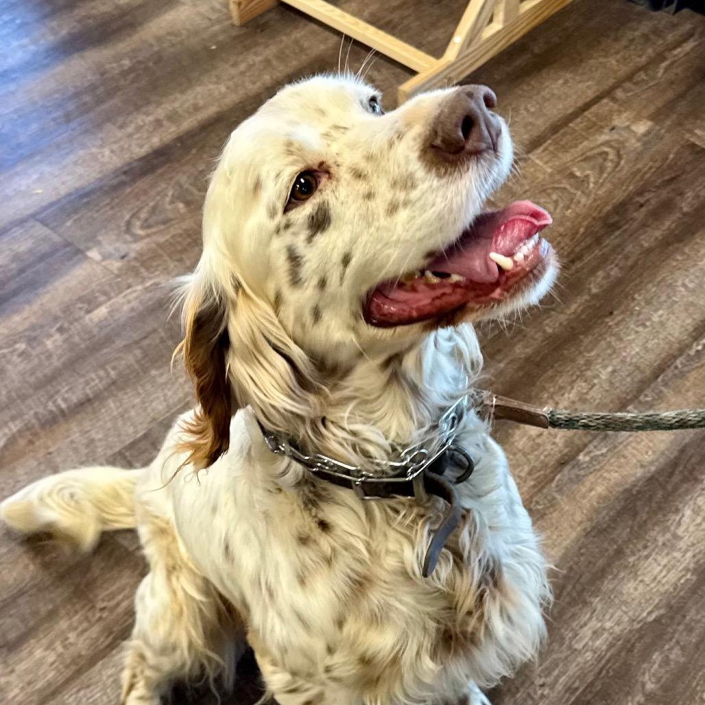 Enlarge Lester, a Adoptable English Setter in Little Rock, AR image 6/6