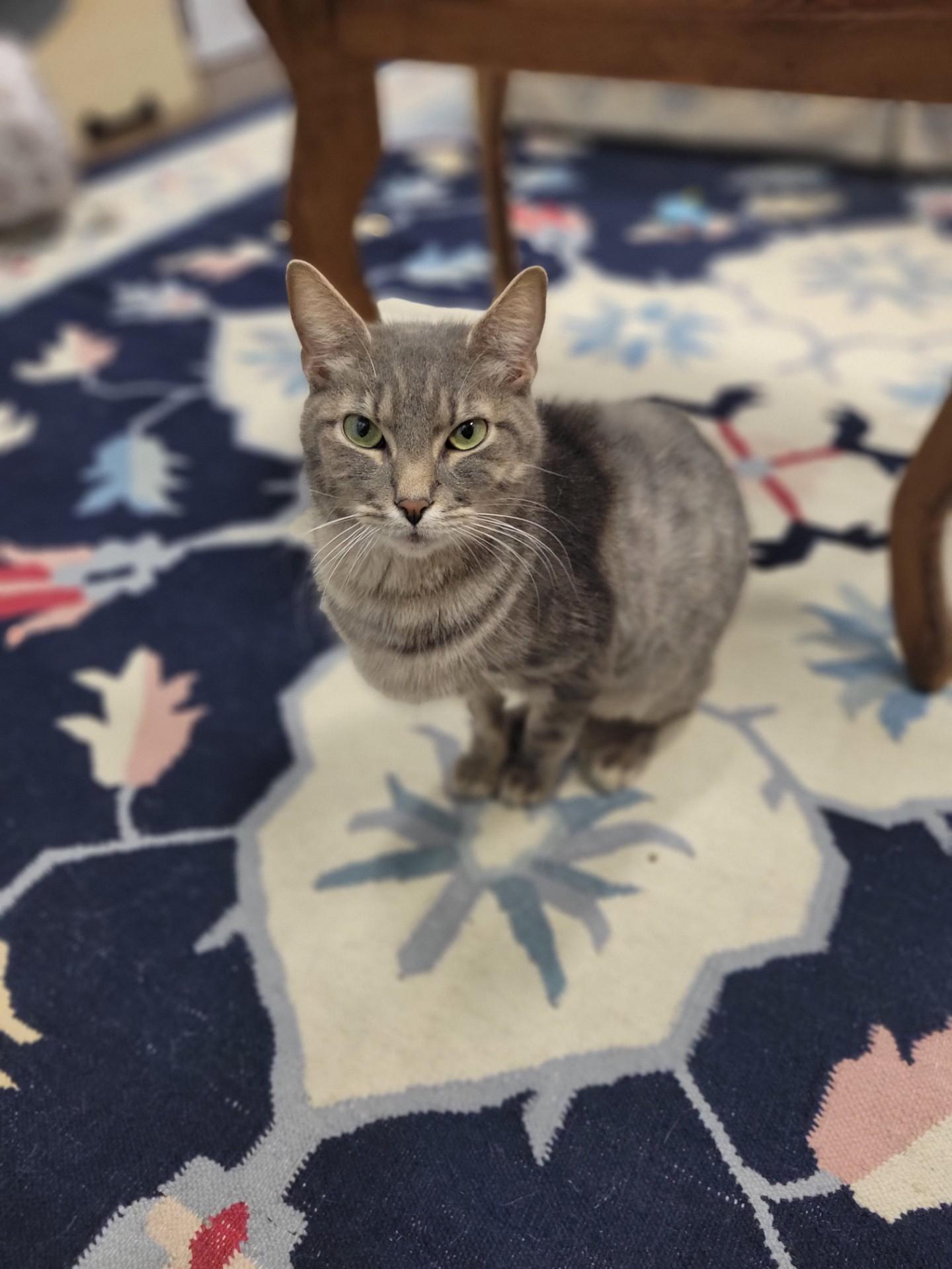 Jack Rabbit, ADOPTABLE, Adult Male Domestic Short Hair.
