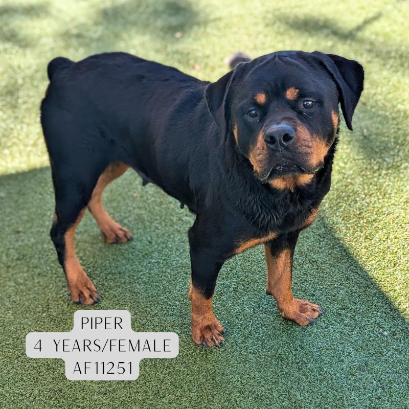 Piper, Adoptable, Adult Female Rottweiler.