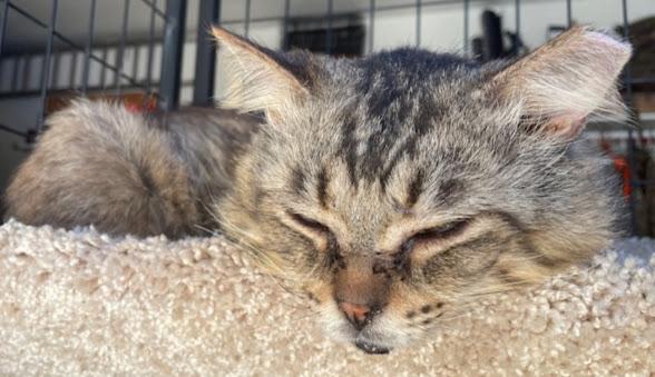 Gerry ***Bonded with Smokey***