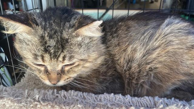 Gerry ***Bonded with Smokey***
