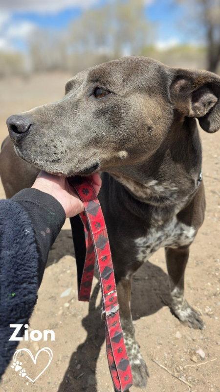 Enlarge Zion, a Adoptable Pit Bull Terrier in Monte Vista, CO image 1/3