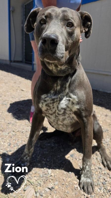 Enlarge Zion, a Adoptable Pit Bull Terrier in Monte Vista, CO image 2/3
