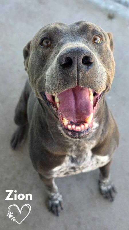 Enlarge Zion, a Adoptable Pit Bull Terrier in Monte Vista, CO image 3/3