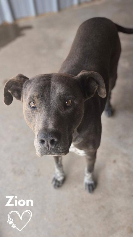 Enlarge Zion, a Adoptable Pit Bull Terrier in Monte Vista, CO image 3/3