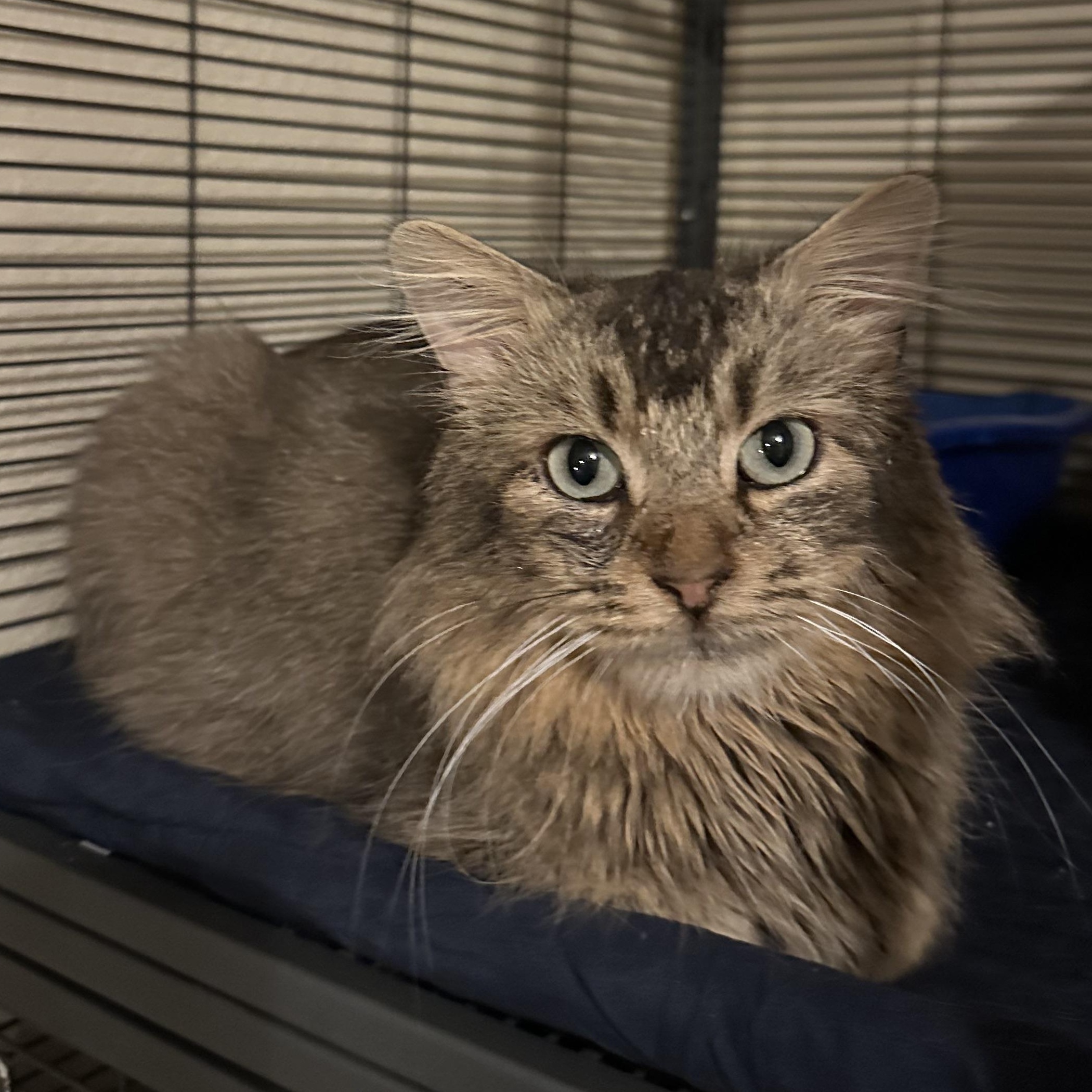 Enlarge Leo, an adopted Domestic Medium Hair in Tuttle, OK image 3/3