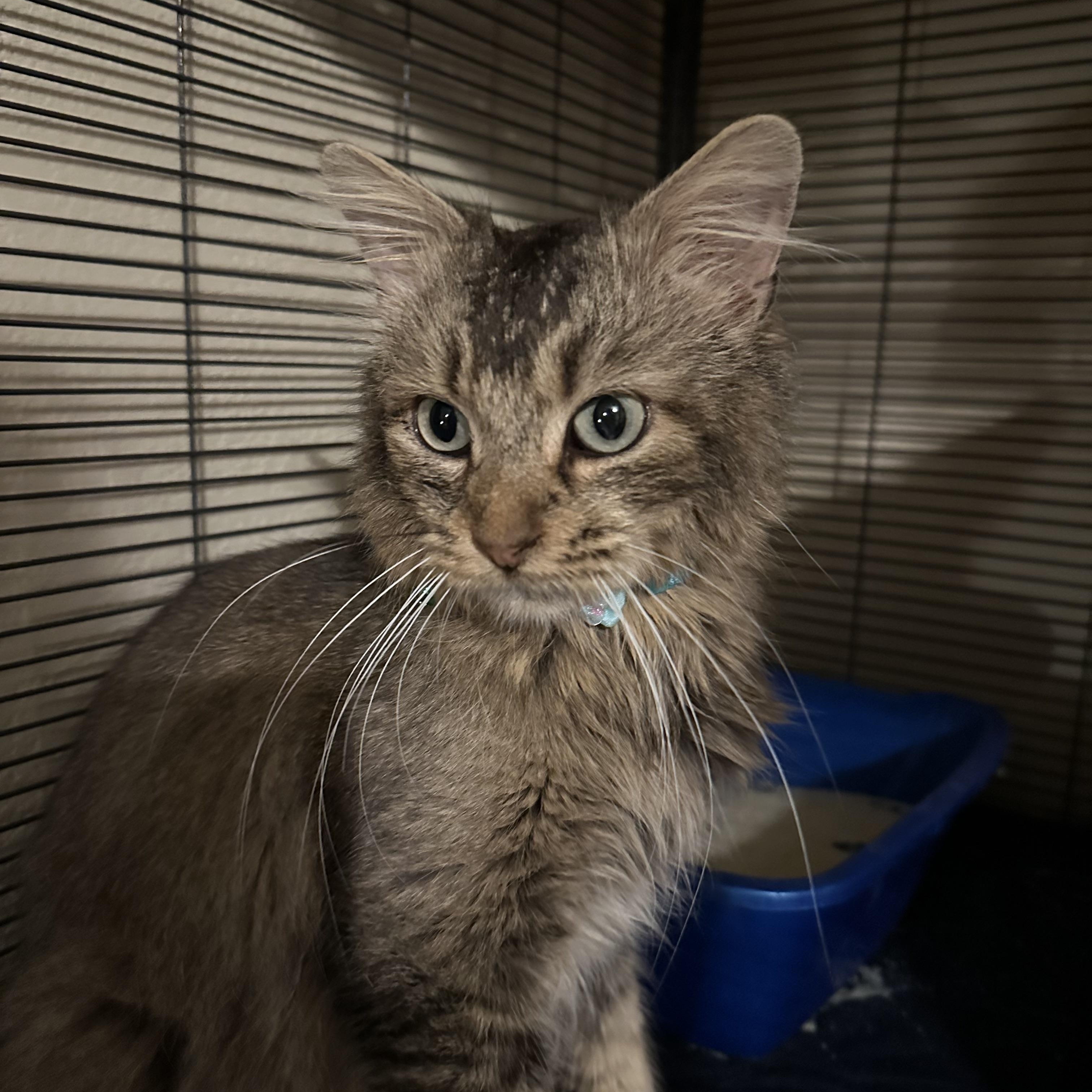 Enlarge Leo, an adopted Domestic Medium Hair in Tuttle, OK image 1/3