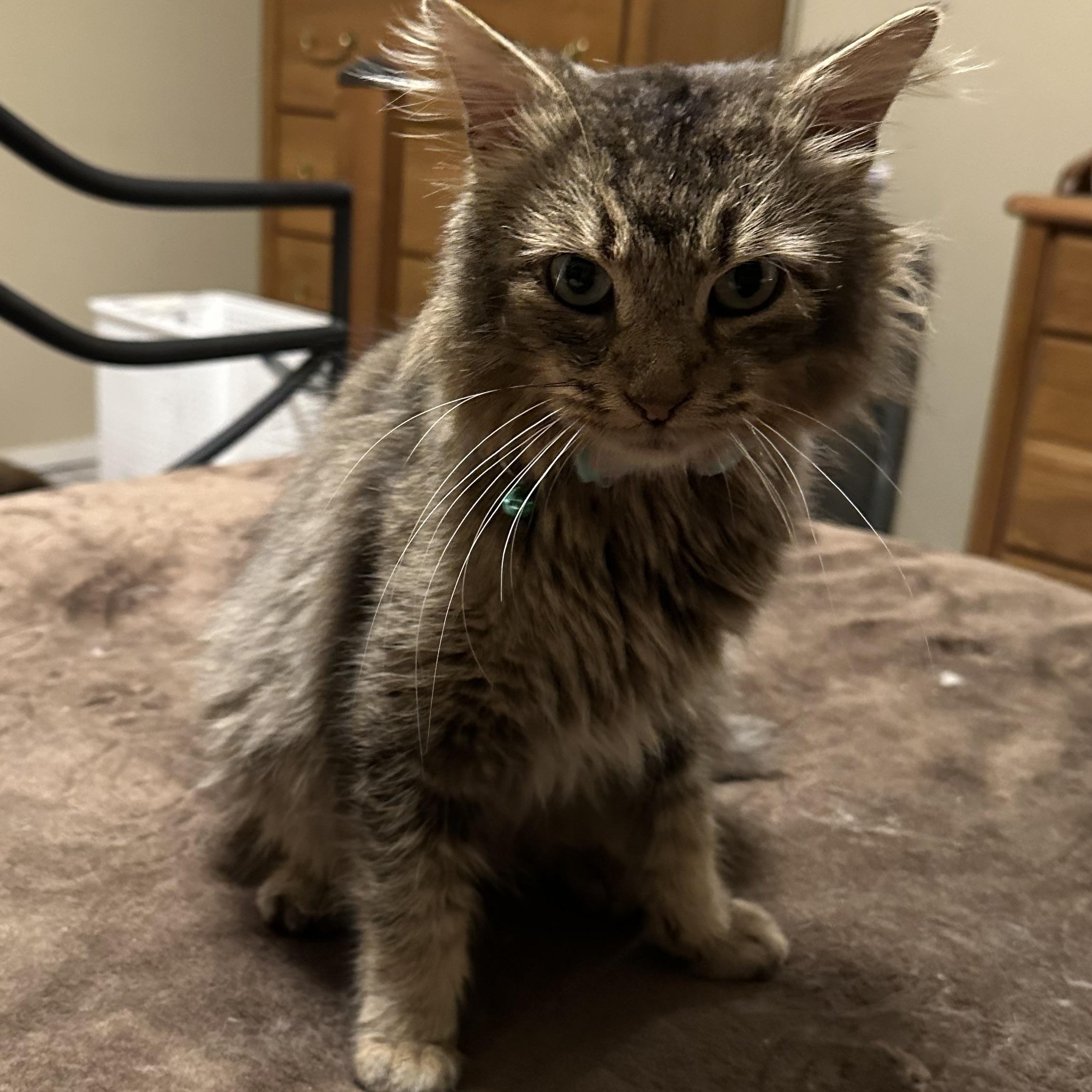 Enlarge Leo, an adopted Domestic Medium Hair in Tuttle, OK image 2/3