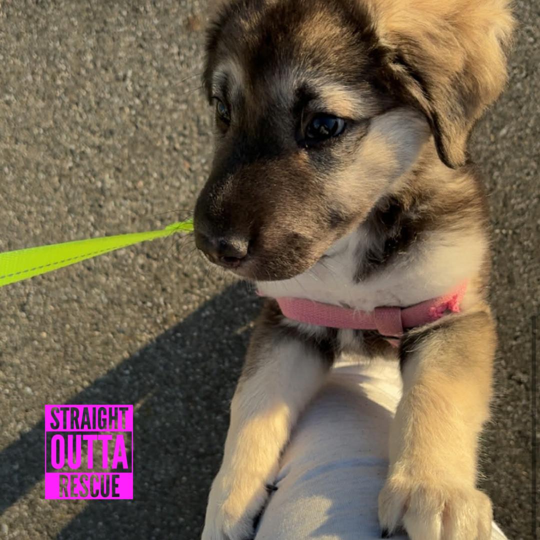 Enlarge Coola, a ADOPTABLE mixed breed in Vancouver, BC image 6/6