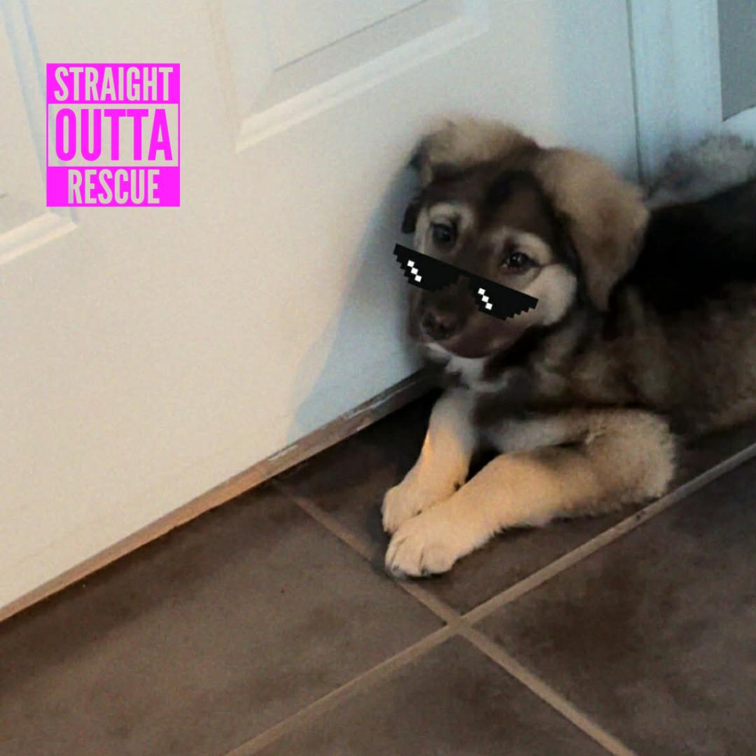 Enlarge Coola, a ADOPTABLE mixed breed in Vancouver, BC image 5/6