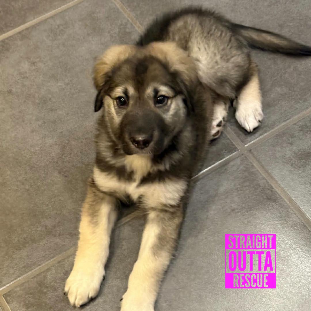 Enlarge Coola, a ADOPTABLE mixed breed in Vancouver, BC image 2/6