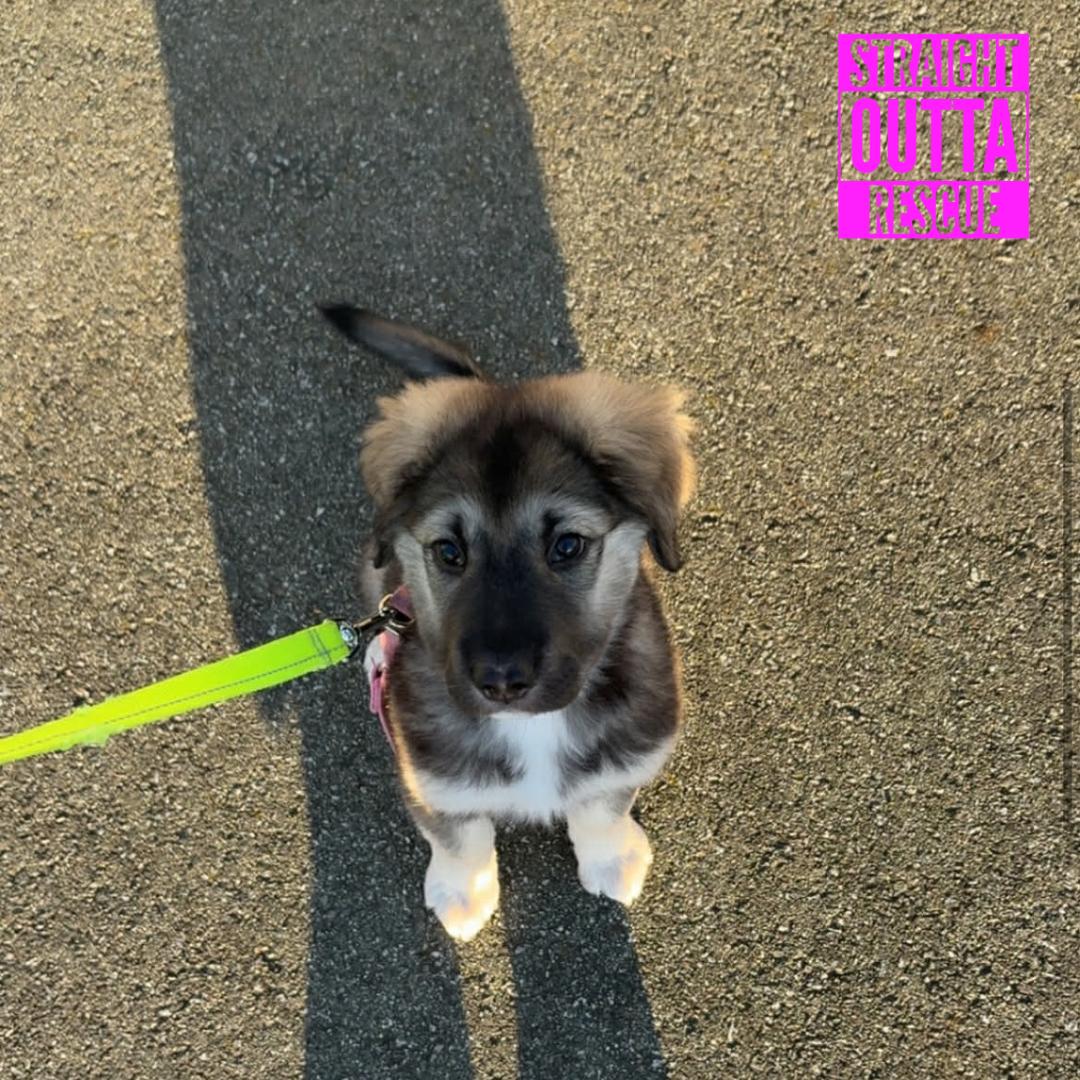 Enlarge Coola, a ADOPTABLE mixed breed in Vancouver, BC image 4/6