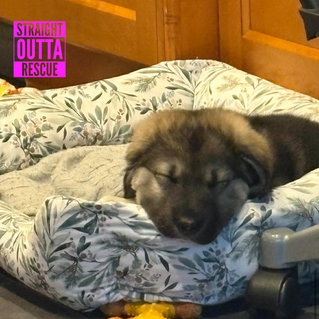 Enlarge Coola, a ADOPTABLE mixed breed in Vancouver, BC image 3/6