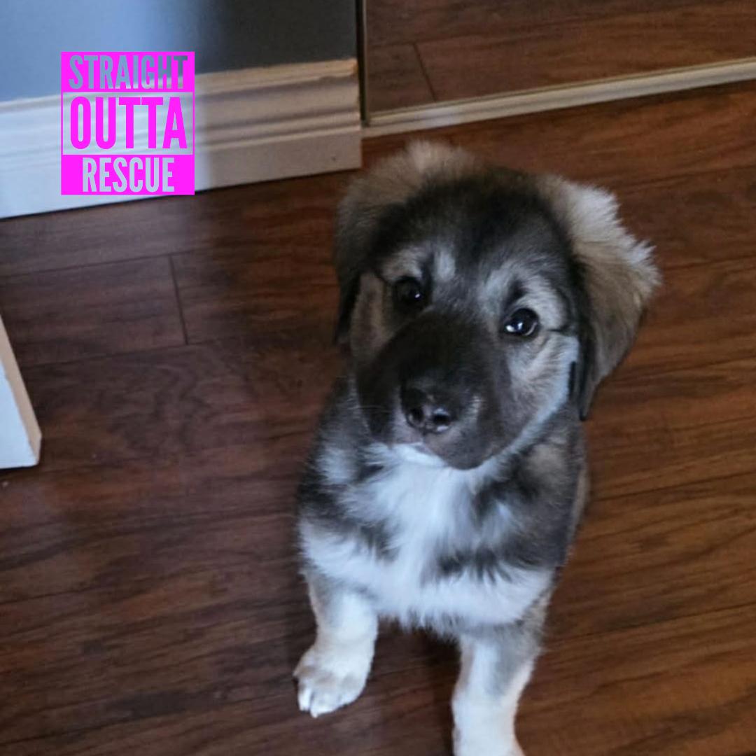 Enlarge Coola, a ADOPTABLE mixed breed in Vancouver, BC image 1/6