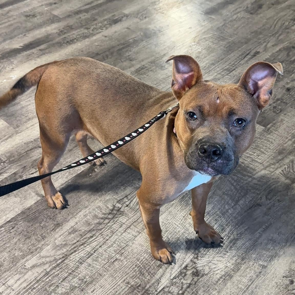 Genny, adopted, Adult Female Mixed Breed.