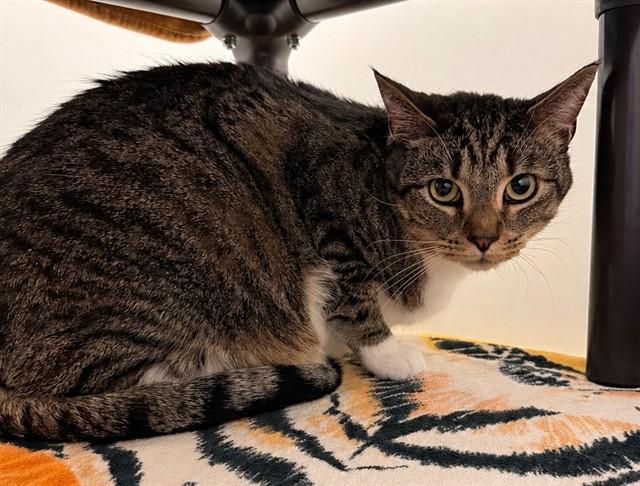 Enlarge SIRACHA, a Adoptable Domestic Short Hair in Statesville, NC image 1/1