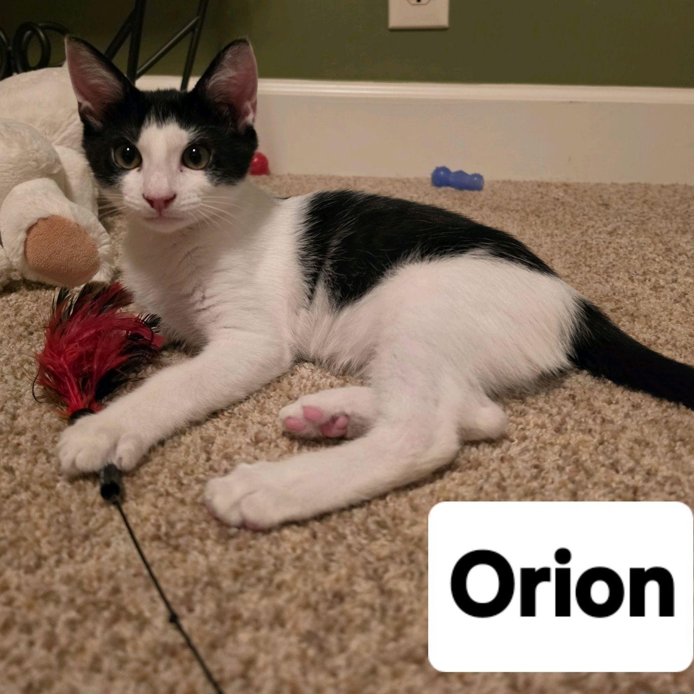 Orion...a Polite Little Gentleman with a Giant Purr, Adoptable, Kitten Male Domestic Short Hair.