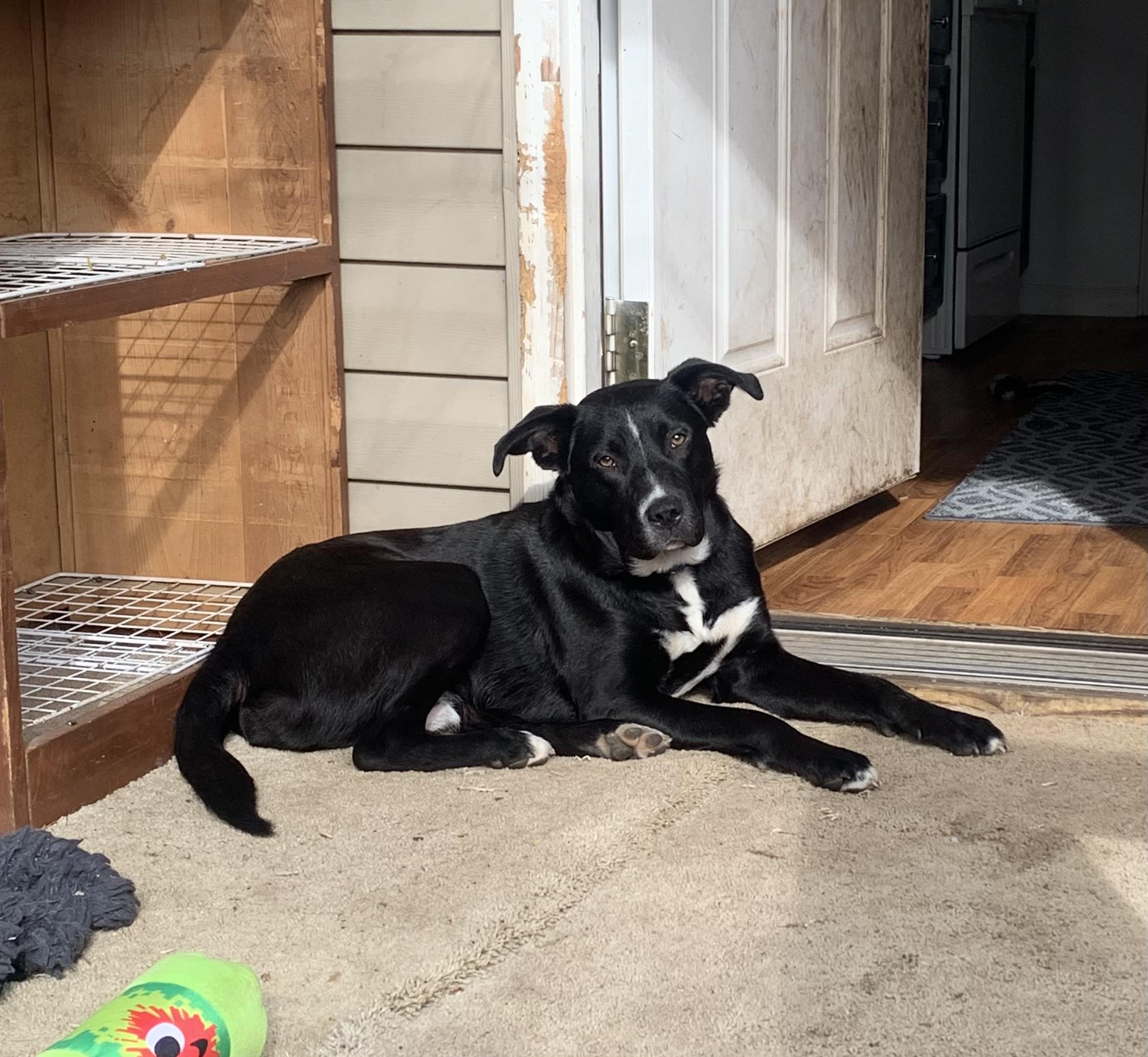 Ace, Adopted, Young Male Border Collie.