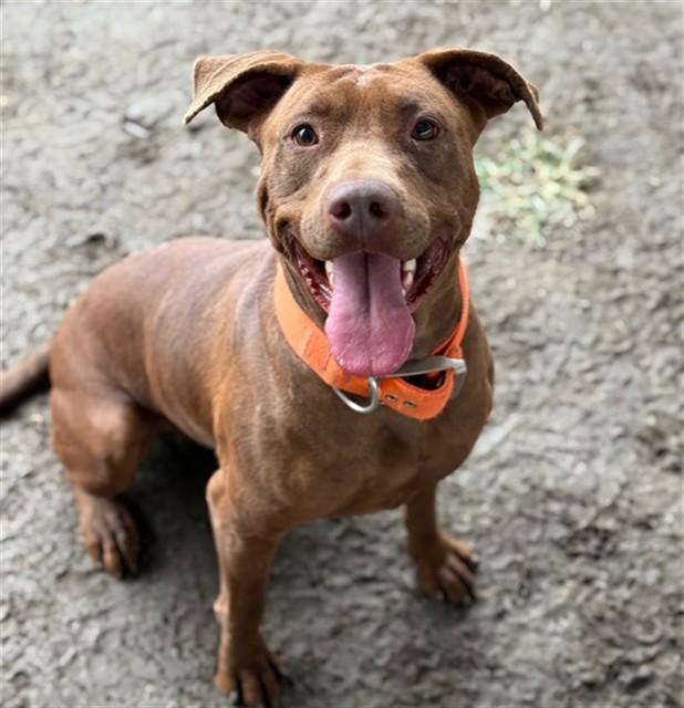 Enlarge PUDDING, a Adoptable mixed breed in Riverside, CA image 1/2