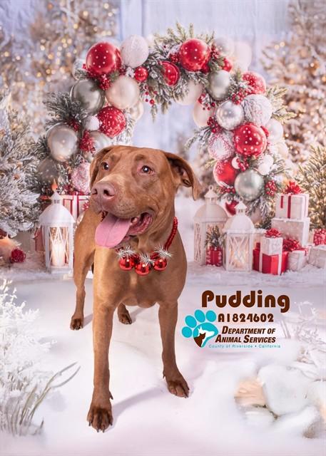 Enlarge PUDDING, a Adoptable mixed breed in Riverside, CA image 2/2