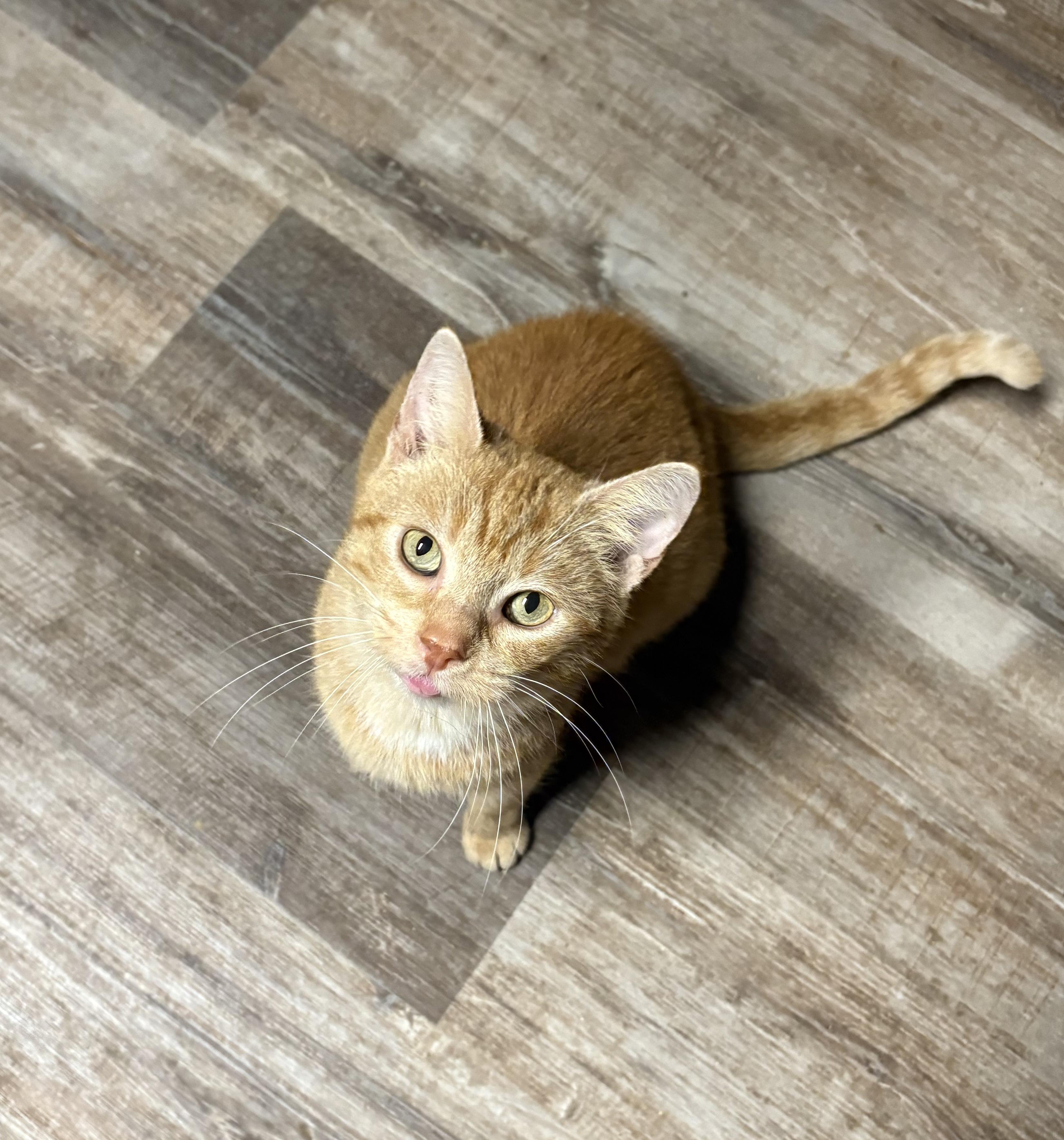 Enlarge ROSALIE, a Adoptable Domestic Short Hair in Tillsonburg, ON image 1/6