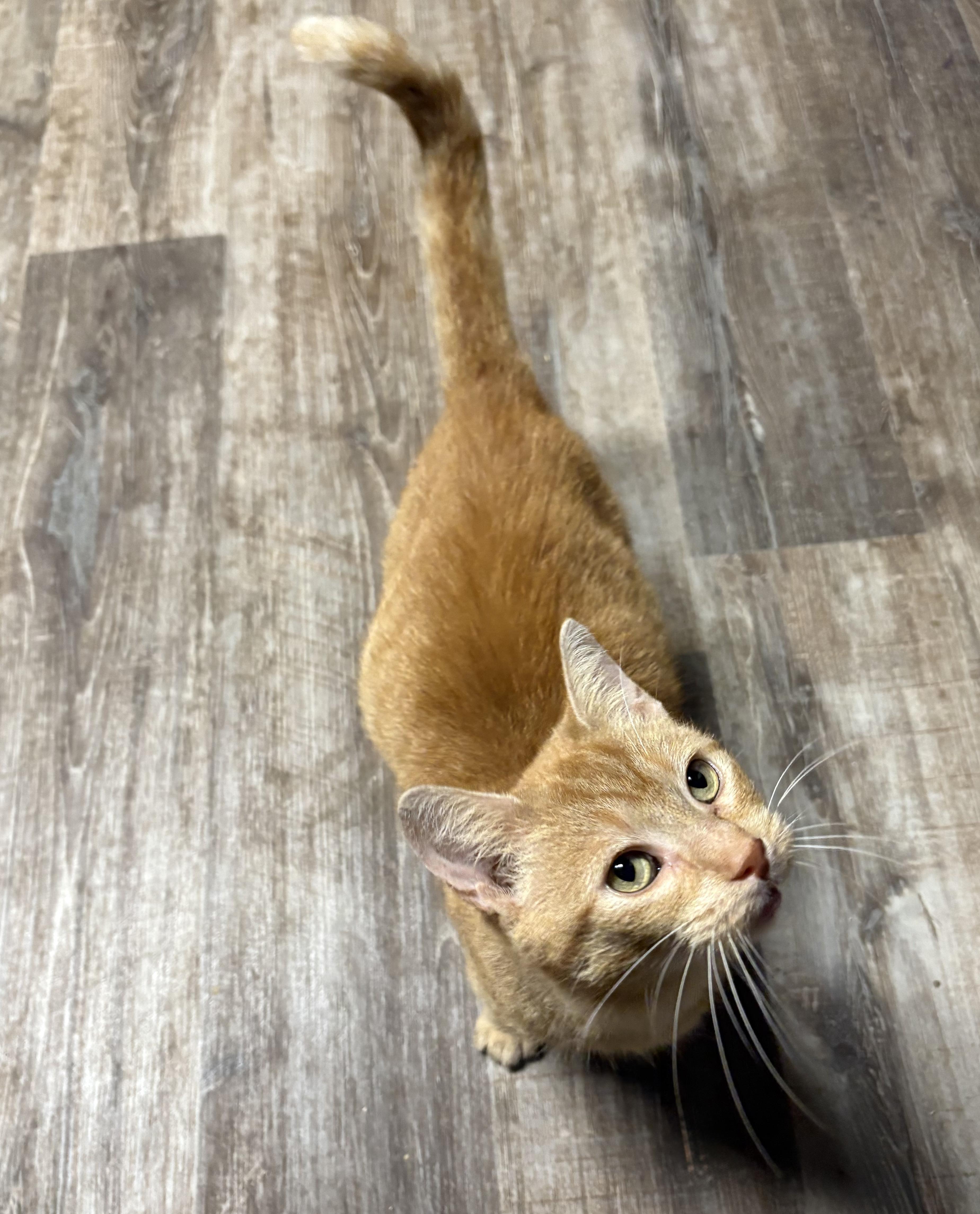 Enlarge ROSALIE, a Adoptable Domestic Short Hair in Tillsonburg, ON image 4/6