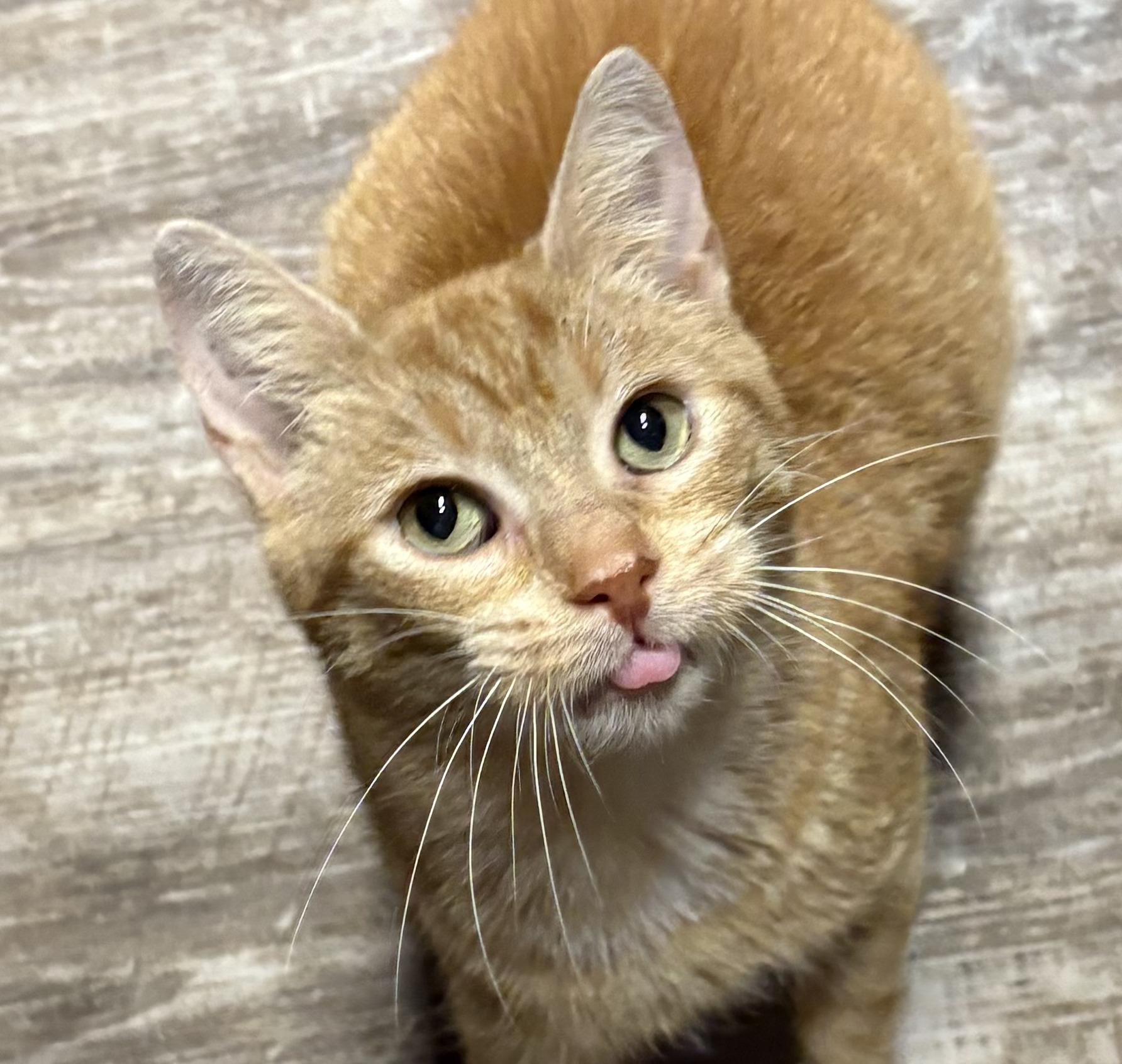 Enlarge ROSALIE, a Adoptable Domestic Short Hair in Tillsonburg, ON image 5/6