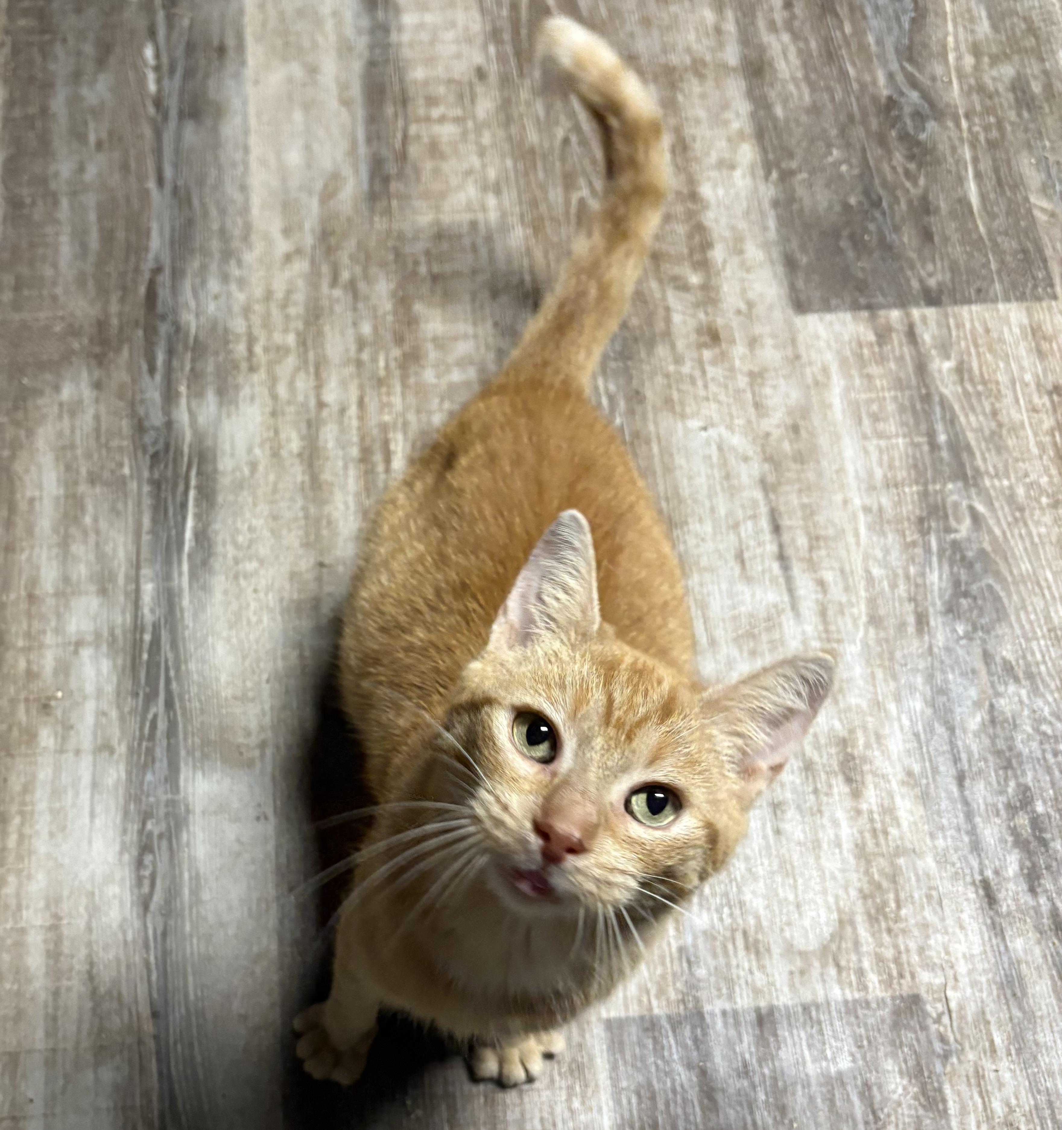 Enlarge ROSALIE, a Adoptable Domestic Short Hair in Tillsonburg, ON image 6/6