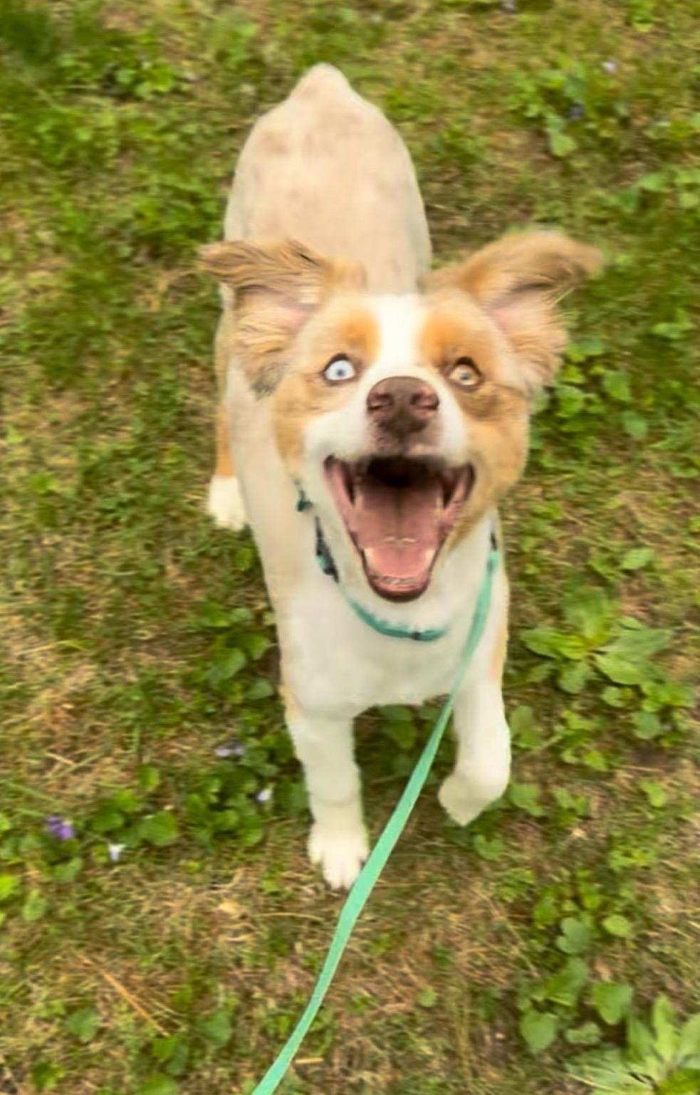 Loki