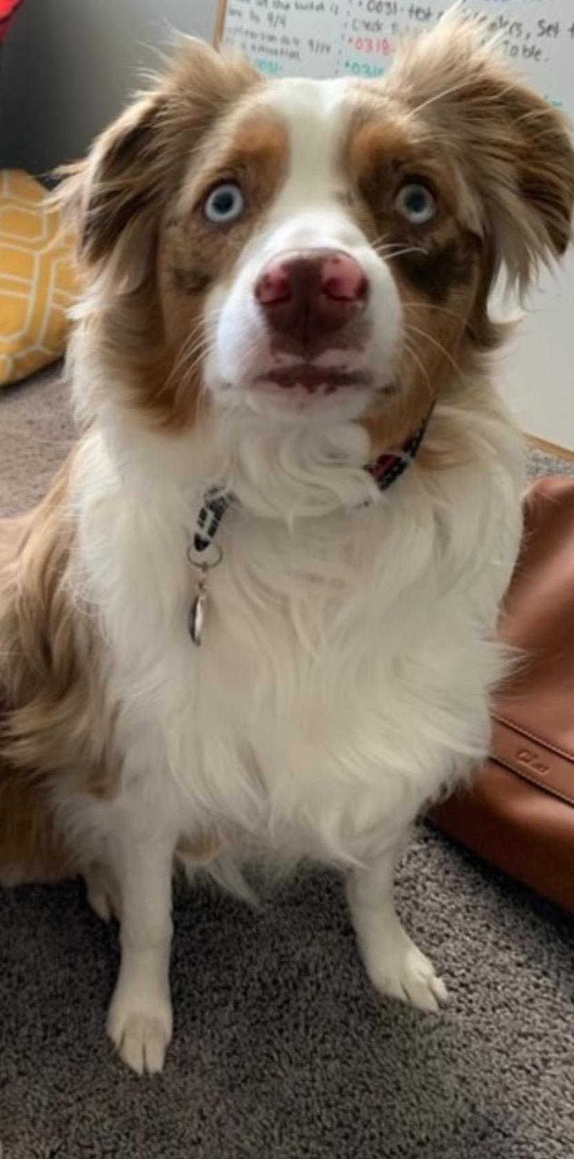 Loki