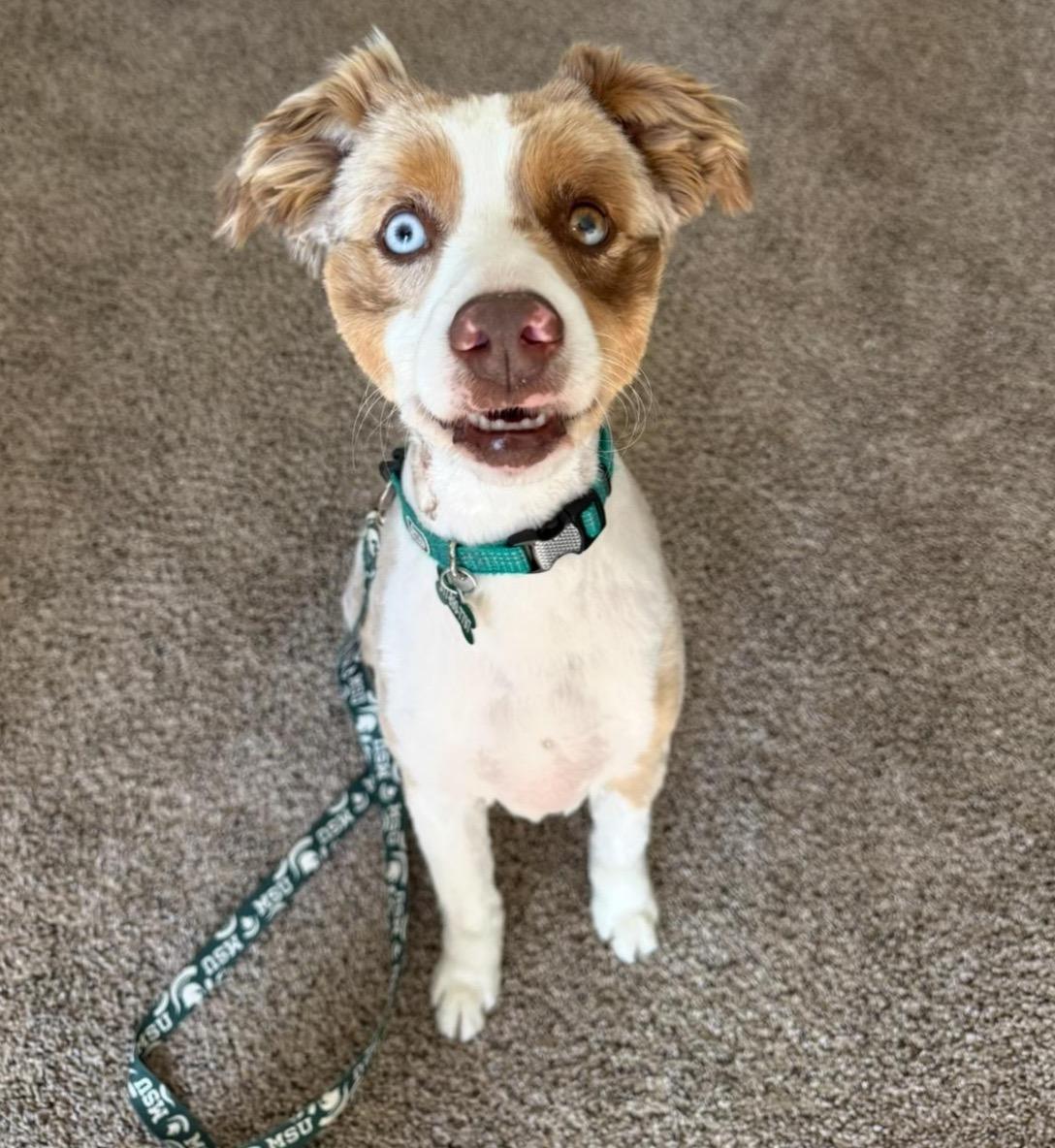 Loki