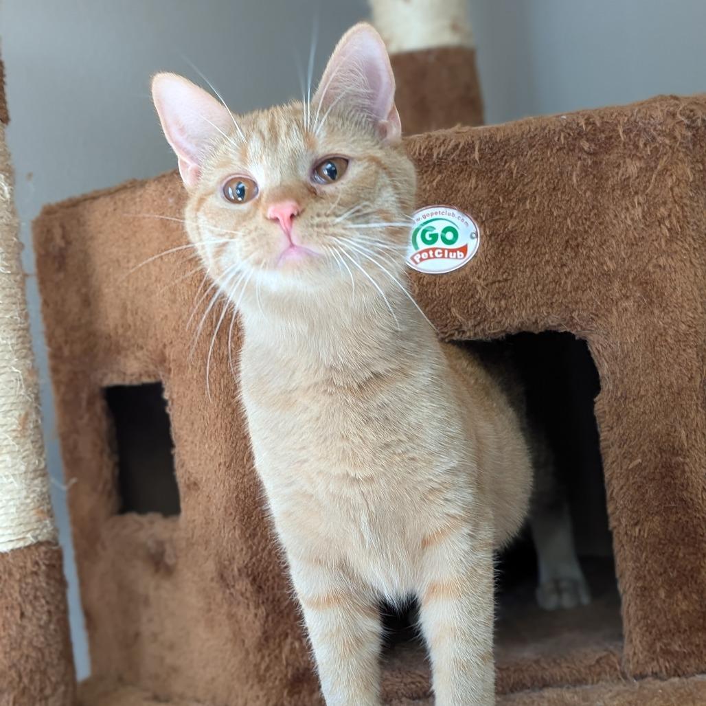 Enlarge Mango, a Adoptable Domestic Short Hair in Milford, IA image 1/3