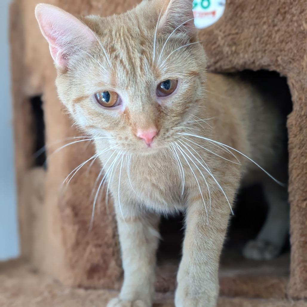 Enlarge Mango, a Adoptable Domestic Short Hair in Milford, IA image 2/3