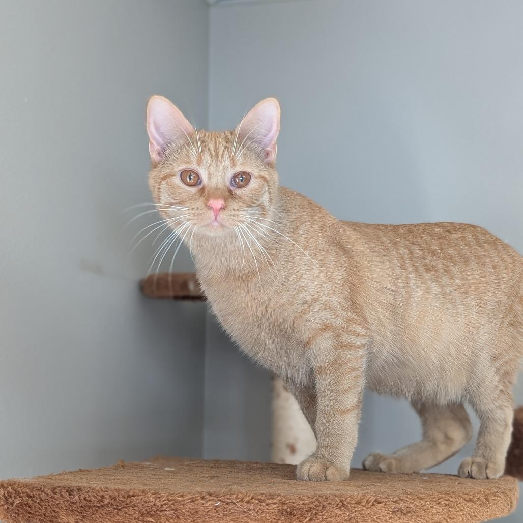 Enlarge Mango, a Adoptable Domestic Short Hair in Milford, IA image 3/3