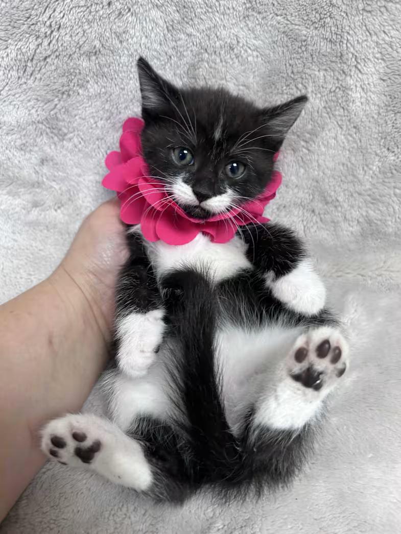 Motley, ADOPTABLE, Kitten Female Domestic Short Hair & Tuxedo.