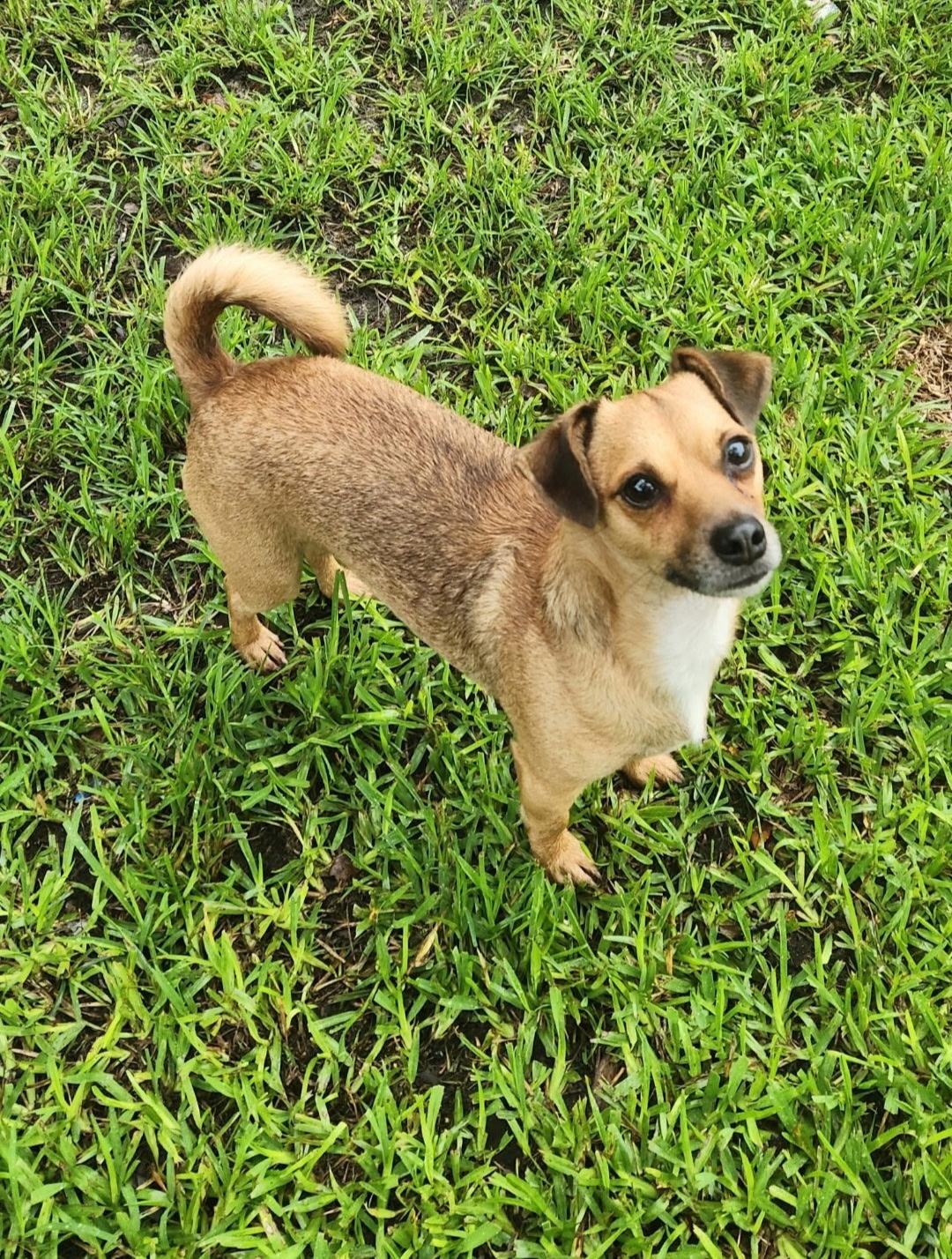 Bolto, a Adoptable mixed breed in Cape Coral, FL image 1/3