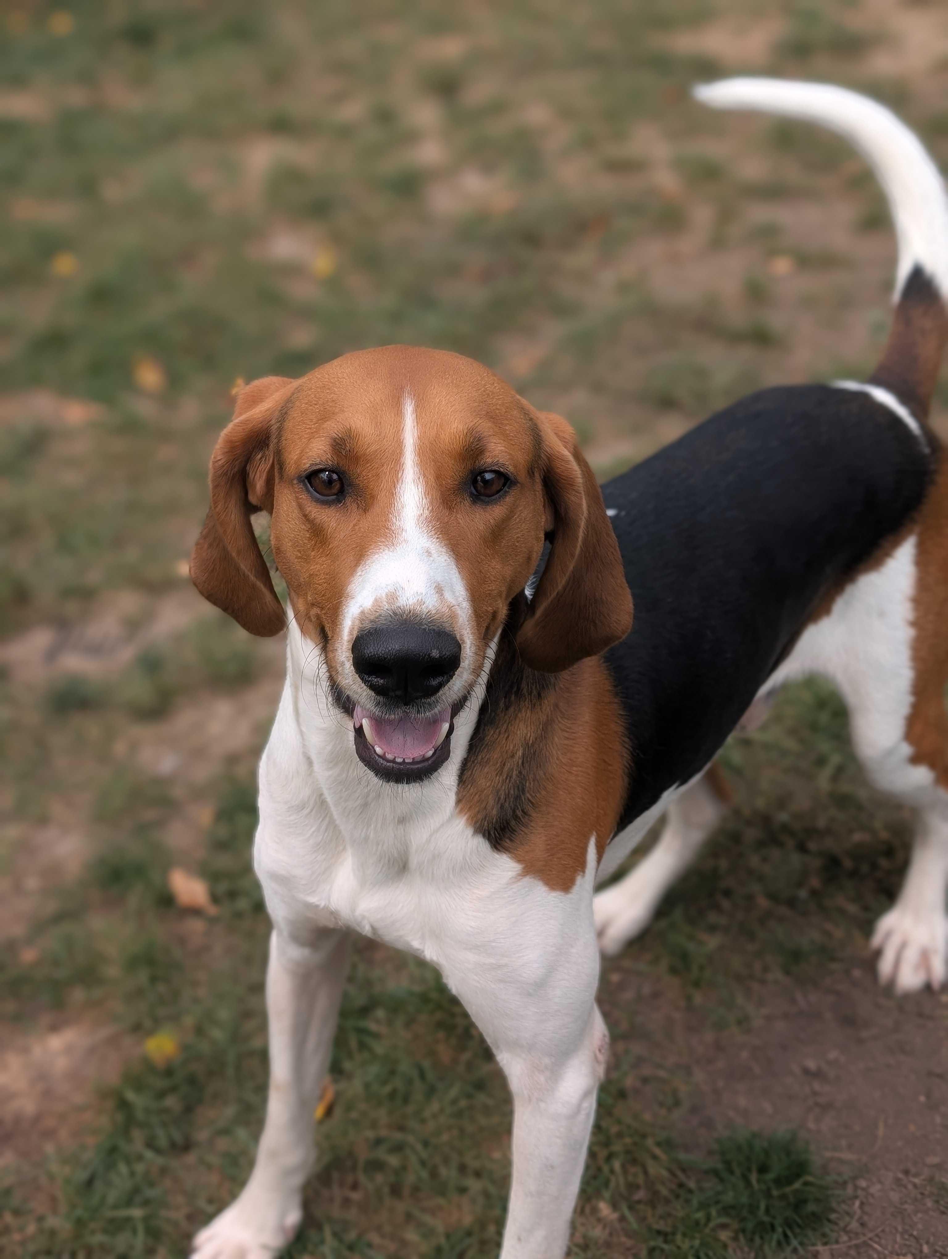 Hank, Adoptable, Adult Male Hound.